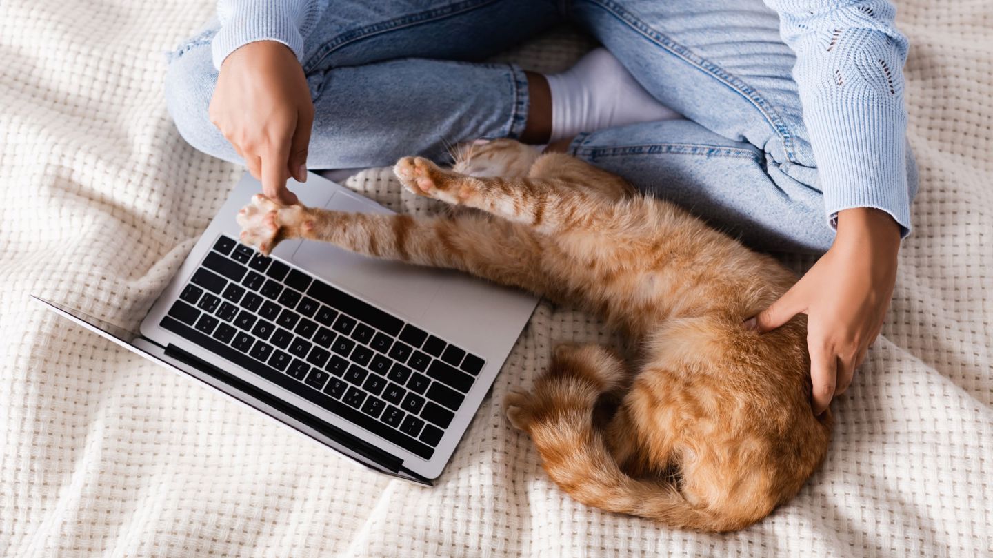 Bildet viser noen som jobber på pc med katt på fanget.